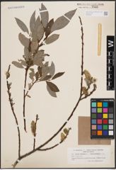 Foto von Salix cinerea L. x Salix phylicifolia L.